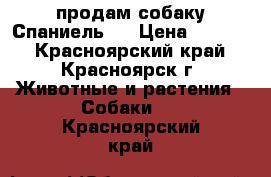 продам собаку Спаниель.  › Цена ­ 1 500 - Красноярский край, Красноярск г. Животные и растения » Собаки   . Красноярский край